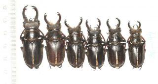 Beetle Lucanidae Lucanus Cheni Tibet 364 To 49mm