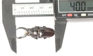 Beetle Lucanidae Elimodontus Prismognathus Arcuatus 40mm W.  Sichuan