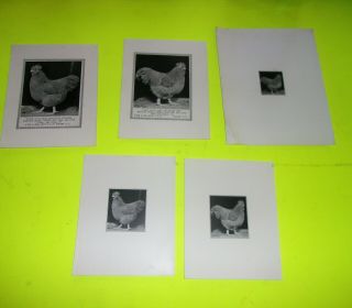 Poultry Photos A.  O.  Schilling Signed 1928 Buff Orpington 5 Photos