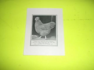 Poultry Photos A.  O.  Schilling Signed 1928 Buff Orpington 5 photos 2