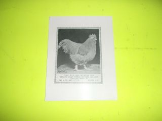 Poultry Photos A.  O.  Schilling Signed 1928 Buff Orpington 5 photos 3