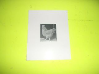 Poultry Photos A.  O.  Schilling Signed 1928 Buff Orpington 5 photos 5