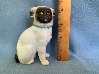 Antique Pug Dog Figurine Porcelain Bisque Blue Collar 4 - 1/8 "