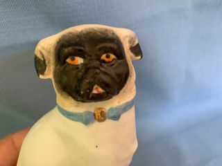 Antique Pug Dog Figurine Porcelain Bisque Blue Collar 4 - 1/8 