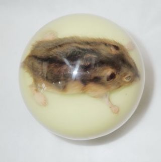 Dwarf Hamster Mouse In 100 Mm Sphere Ball Vechicle Shift Knob Glow In The Dark