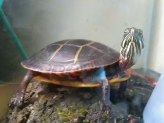 Live Common Painted Baby Pet Pond Turtle 3 1/2 " - Northeastern - Freshwater