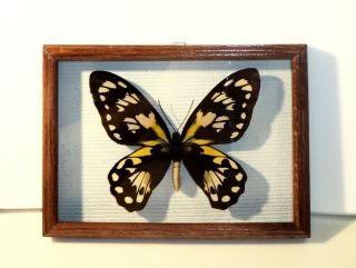 Ornithoptera Victoriae Epiphanes Big Size In A Frame Of Good Breed Wood