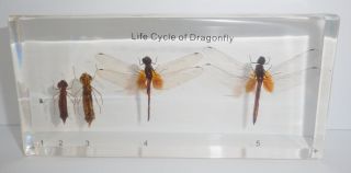 Life Cycle Of Dragonfly Set Scarlet Skimmer Crocothemis Servilia Real Specimen