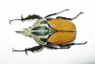 Mecynorrhina Oberthuri Unicolor Male 67mm