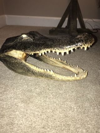12 - 13” Real Alligator Head Taxidermy
