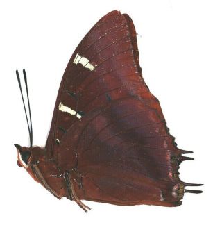 Nymphalidae Charaxes lactetinctus RARE male from Cameroon 2