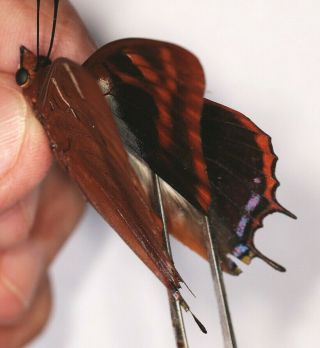 Nymphalidae Charaxes lactetinctus RARE male from Cameroon 3