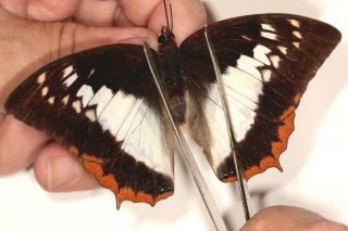 Nymphalidae Charaxes Protoclea Protonothodes Pair Rare Female From Cameroon