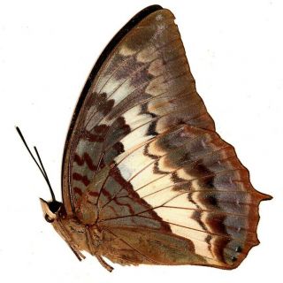 Nymphalidae Charaxes protoclea protonothodes PAIR RARE FEMALE from Cameroon 2