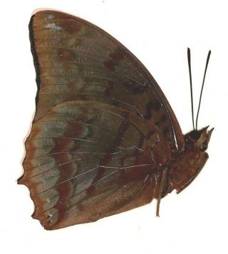Nymphalidae Charaxes protoclea protonothodes PAIR RARE FEMALE from Cameroon 3