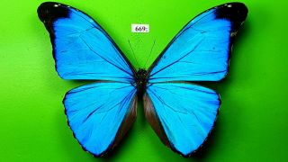 Morphidae Morpho Absoloni Male From Peru Mounted 669