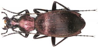 22.  Carabidae - Carabus (apotomopterus) Eccoptopterus Ssp.  Aeneocupreus.  Female