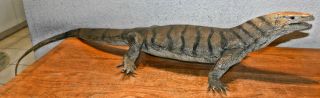 Giant Monitor Iguana Realistic 3.  4ft / 40 " In Long Rubber Lizard Toy Fake Reptile