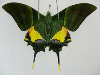Pa4712.  Unmounted Butterflies: Teinopalpus Imperialis.  North Vietnam.  Ha Giang