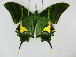 Pa4733.  Unmounted Butterflies: Teinopalpus Imperialis.  North Vietnam.  Ha Giang