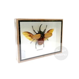 Real Male Eupatorus Five Horned Rhinoceros Beetle Insect Taxidermy Framed Box 2