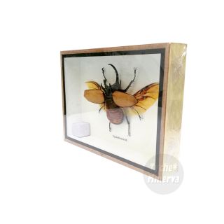 Real Male Eupatorus Five Horned Rhinoceros Beetle Insect Taxidermy Framed Box 3