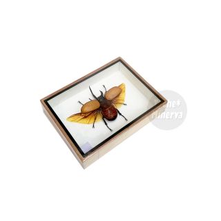 Real Male Eupatorus Five Horned Rhinoceros Beetle Insect Taxidermy Framed Box 4