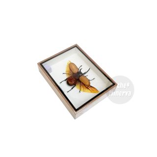 Real Male Eupatorus Five Horned Rhinoceros Beetle Insect Taxidermy Framed Box 5