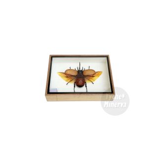 Real Male Eupatorus Five Horned Rhinoceros Beetle Insect Taxidermy Framed Box 6