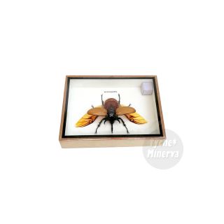 Real Male Eupatorus Five Horned Rhinoceros Beetle Insect Taxidermy Framed Box 7