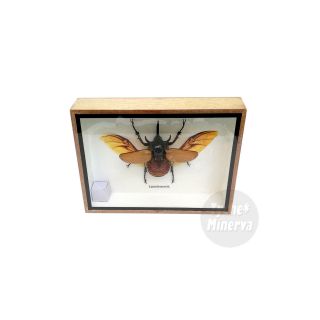 Real Male Eupatorus Five Horned Rhinoceros Beetle Insect Taxidermy Framed Box 8