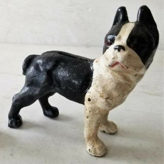 Antique Cast Iron BOSTON TERRIER Dog STILL BANK Standing Black & White 2
