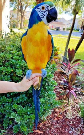 Huge 24 " Handcrafted Ultra Lightweight Parrot With Real Feathers/bendable Feet