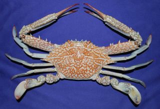 Portunus Segnis,  The Red Sea,  Crab Taxidermy