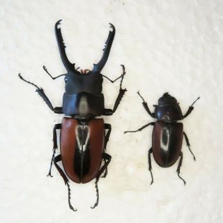 Beetle - Prosopocoilus Fruhstorferi - Pair From Lombok Island