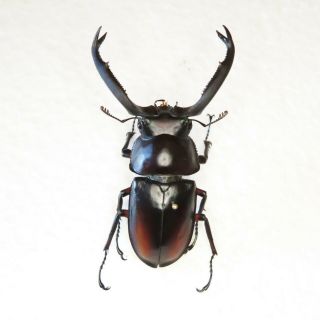 Beetle - Rhaetulus Didieri Male 72 Mm