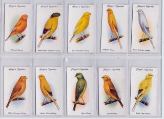 1933 Complete Set of 50 Gorgeous Bird Paintings Cards Finches Canaries Parrots, 2