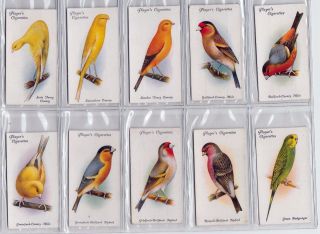 1933 Complete Set of 50 Gorgeous Bird Paintings Cards Finches Canaries Parrots, 3