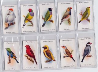 1933 Complete Set of 50 Gorgeous Bird Paintings Cards Finches Canaries Parrots, 4