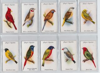 1933 Complete Set of 50 Gorgeous Bird Paintings Cards Finches Canaries Parrots, 5