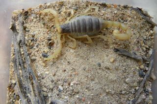 Live Arizona Desert Hairy Scorpion Pet Educational Feeder Science Insect Bug