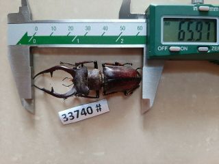 Vietnam Beetle Lucanus Ps.  33740 Pls Check Photo (a1)