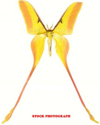 Insect Butterfly Moth Saturniidae Actias Dubernardi - Chinese Beauty