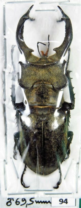 Unmounted Stag Beetle Lucanidae Lucanus Sericeus Ohbayashii 69.  5 Mm Laos