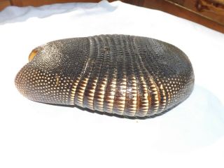 Authentic Armadillo Shell (dasypus Novemcinctus)