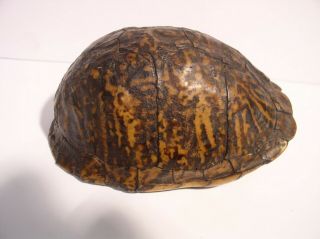 Vintage Box Turtle Shell