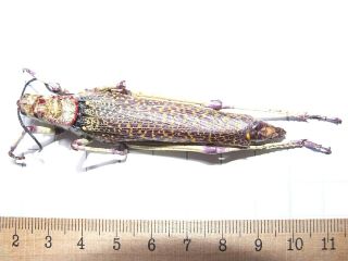 Phymateus Aegrotus African Rainbow Grasshopper Orthoptera East Africa Unmounted