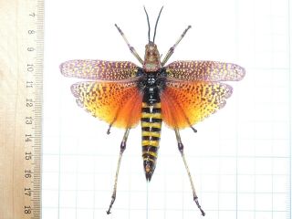 Phymateus Aegrotus African Rainbow Grasshopper Orthoptera East Africa Spread