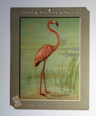 Antique 1905 Arm & Hammer Soda Advertising Flamingo Trade Card Sign 14 1/8 "