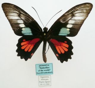 Parides Neophilus Eurybates Male From Argentinia (pictured In Butterflies Of T